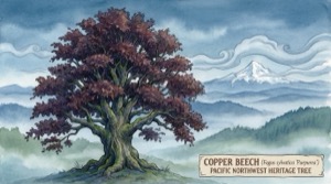 Copper Beech