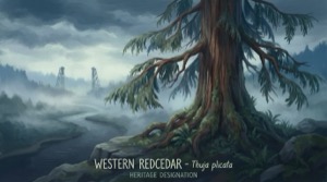 Western Red Cedar